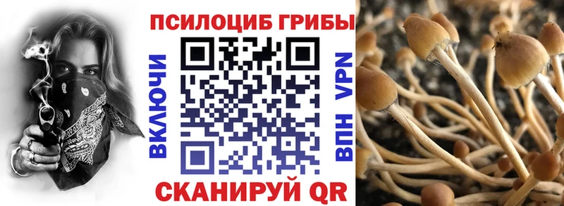 где продают   Анапа  Псилоцибиновые грибы Cubensis 